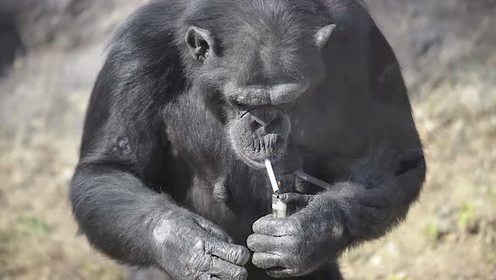 Image result for ʺɽɽ