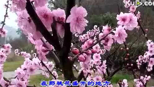 在那桃花盛开简谱_在那桃花盛开简谱歌谱(3)