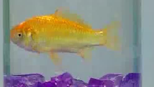 教科版一年级科学下册第二单元 动物5 观察鱼