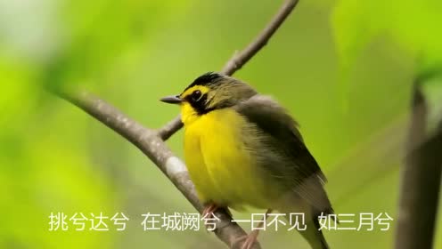八年級語文下冊12《詩經》兩首
