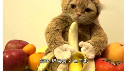 梦境交织，猫与猴的奇妙相遇——解读梦见老婆买猫自己买猴的寓意