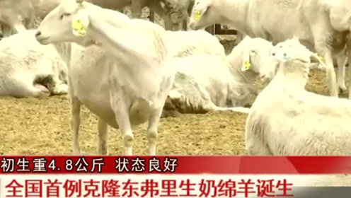 全国首例克隆东弗里生奶绵羊诞生
