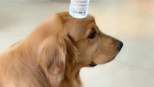 金毛犬搞笑 腾讯视频