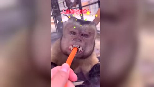 人脸猴吃胡萝卜