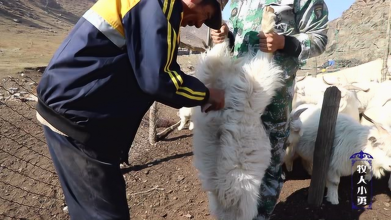 牧场给小羊做结扎手术一把大剪刀下去小公羊已经绝望