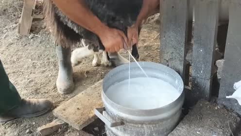 见过挤牛奶,但你见过挤羊奶吗?满满一大桶,看着就是好奶!