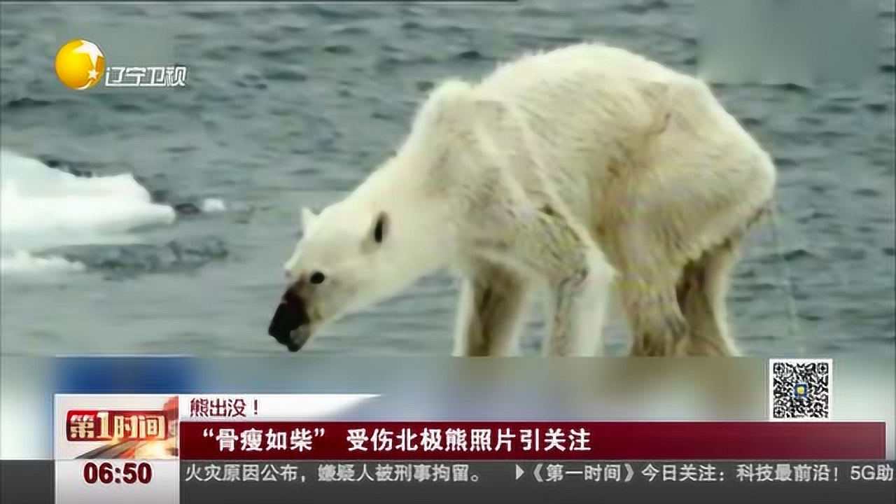 "骨瘦如柴 受伤北极熊照片引关注