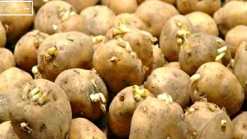 家里发芽的土豆能吃吗?看完视频后你就全明白了!
