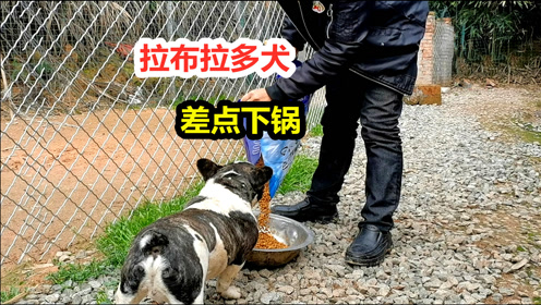 宠物猫狗视频 腾讯视频