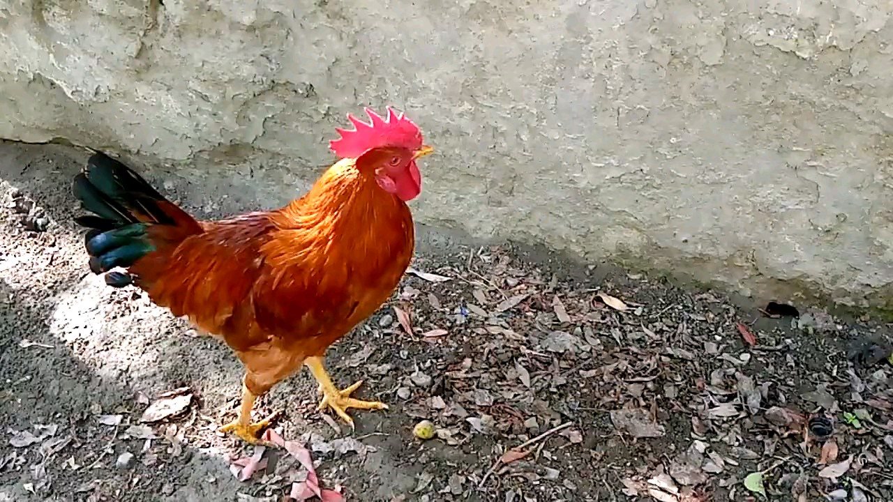 鸡大公鸡与母鸡之间的较量,很有意思