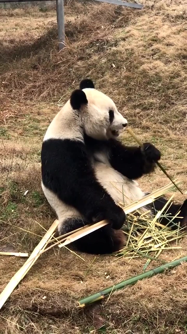 看大熊猫吃竹子感觉竹子真的是非常好吃了