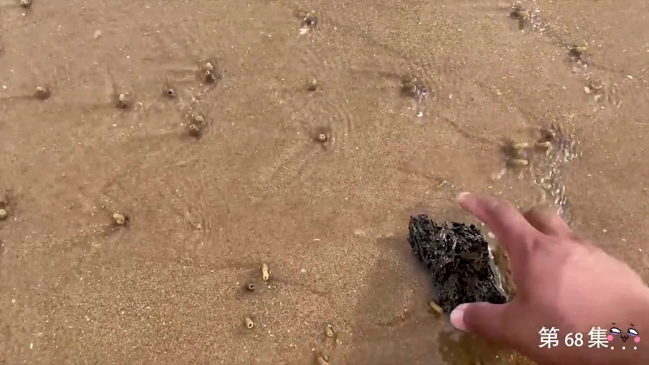 大退潮,大齐赶海发现又肥又大的猫眼螺,还有爱干净的八爪鱼