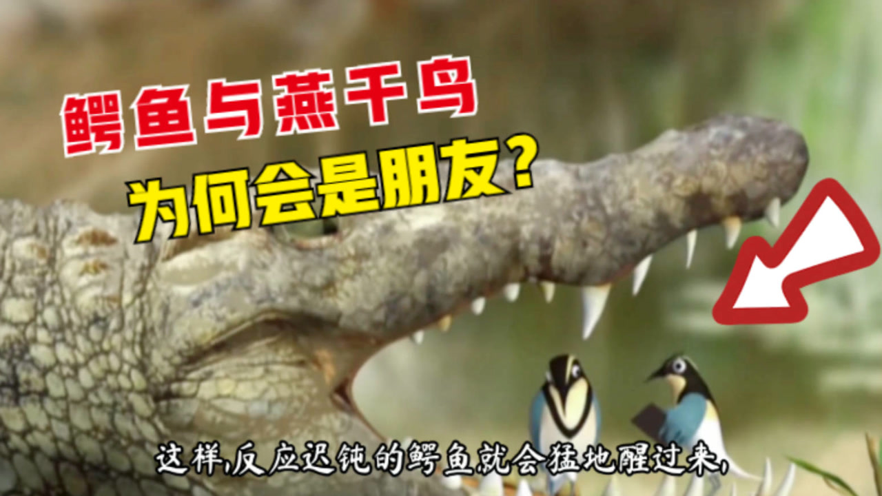 生性凶猛残暴的鳄鱼,为什么会把燕千鸟当作朋友?