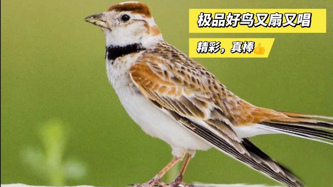 精品鸣鸟登台大舞大唱,舞姿曼妙唱口精彩,欣赏听唱真棒
