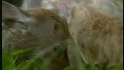 子猫物语 腾讯视频