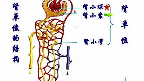 北师大版七年级生物下册第十一章 人体代谢废物的排出