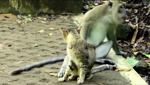 搞笑动物：无聊猴子弄个乐