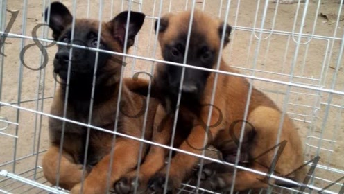 犬瘟热晚期 抽搐痉挛 腾讯视频