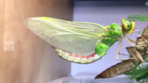 蜻蜓从蛹虫禅变漂亮飞虫的美丽过程,真的美