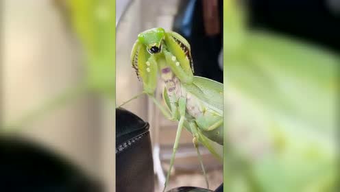 中国大虎头蜂入侵英国,体型堪比小老鼠,当地人忧心忡忡