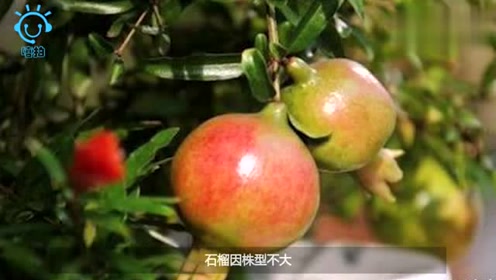 蒙自网友求助:70棵石榴树,一夜之间被砍!谁做的?