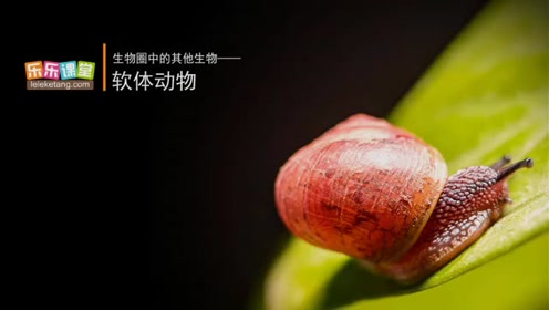 新版八年级生物上册5.1.3 软体动物和节肢动物