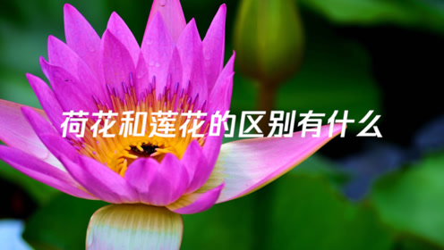 荷花和莲花的区别有什么 腾讯视频