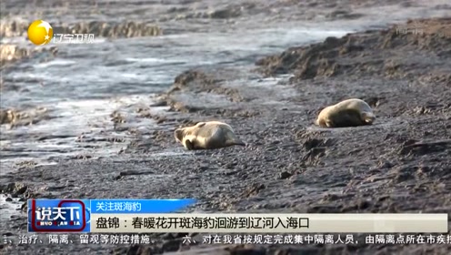 盘锦:春暖花开斑海豹洄游到辽河入海口