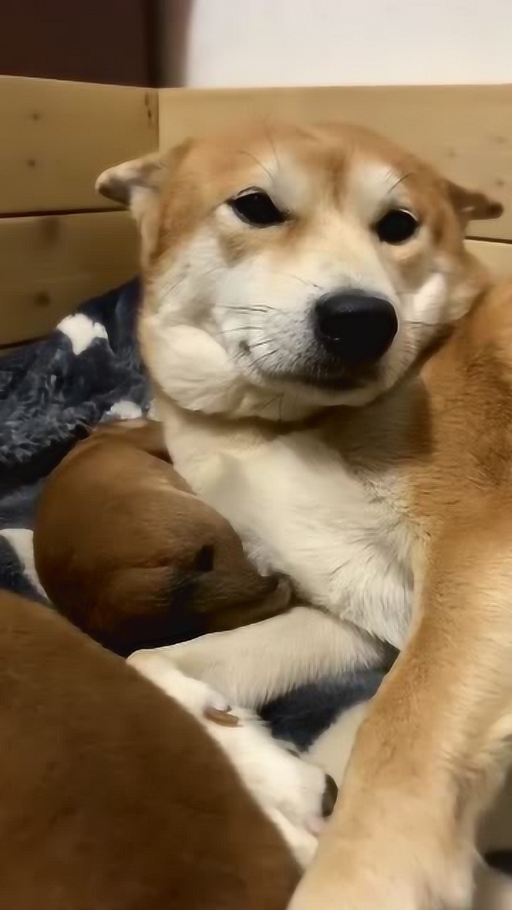 柴犬一脸嫌弃.