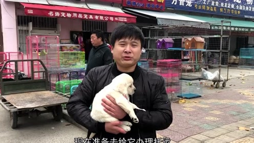 张大胖逛狗市,帮粉丝代购拉布拉多,这一窝你看中了哪个?