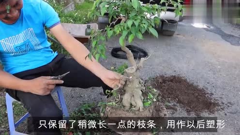 盆景园主人正在修剪榕树盆栽,操作过程很实用,能看出不同之处吗