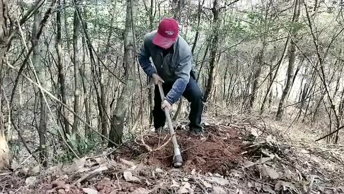 浙江东阳跟老中医上山挖中药,用来煮鸡蛋来看看是什么样的