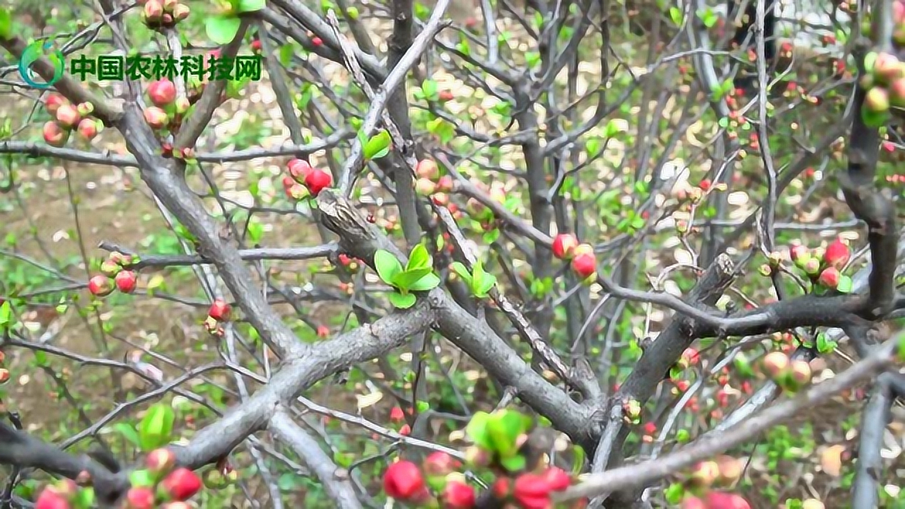 枝间新绿一重重,小蕾深藏数点红,知否?知否?风雨过后海棠依旧