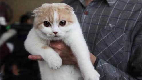 猫教育 腾讯视频