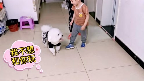 比熊犬新闻 腾讯视频