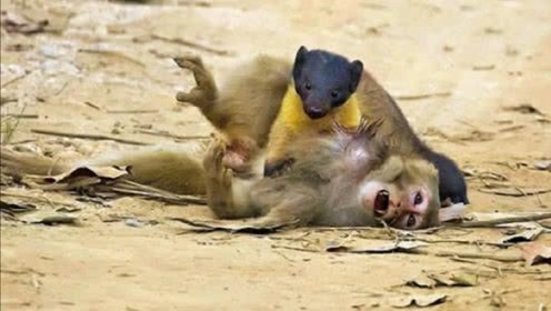 黄喉貂捕杀猴子，体型几倍大的猴子无可奈何，猴子：说好的单挑呢？