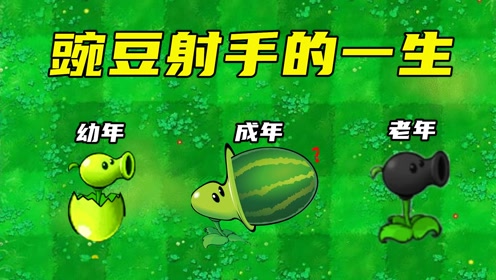 植物大战僵尸:豌豆射手的一生,童年好友是小猪佩奇?