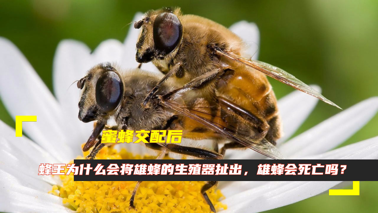 蜜蜂交配后,蜂王为什么会将雄蜂的生殖器扯出,雄蜂会死亡吗?