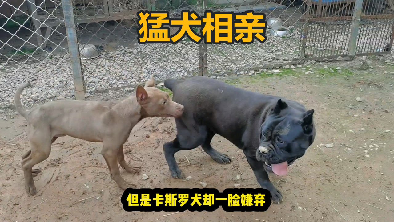 比特犬相亲,卡斯罗犬一脸嫌弃,猛犬搭配意外不断