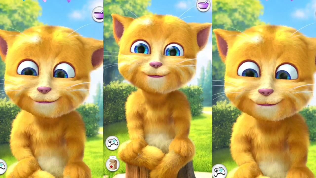 会说话的金杰猫,好玩的小猫