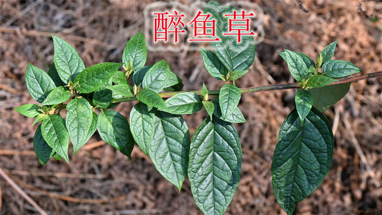 因麻醉"鱼"得名,有哪些用途与
