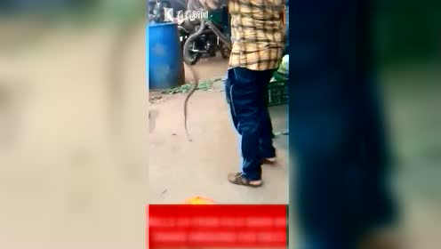 印度24岁男子玩眼镜蛇寻刺激本想吓唬朋友却被咬死 腾讯视频