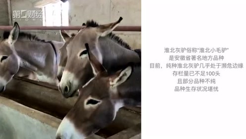 从30万头到濒危 谁来保卫淮北纯种小毛驴 腾讯视频