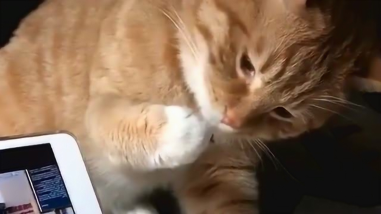 一只偷腥的猫,最后舔爪子的动作暴露了你的行为,这可爱的样子没谁了!