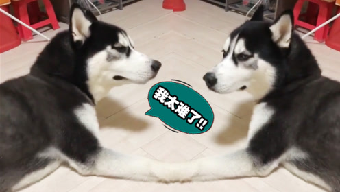 是什么让二哈哭的如此伤心?二哈:我太难了!