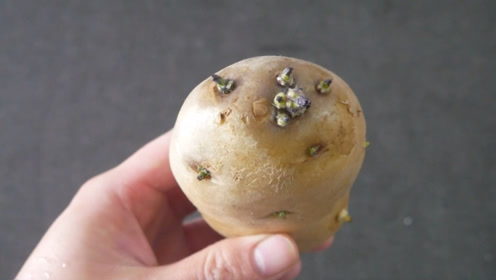 发芽土豆是个宝,白白扔掉太可惜了,还好早点看到,学学