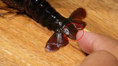 日本人轻轻一动,1秒扯出虾线!