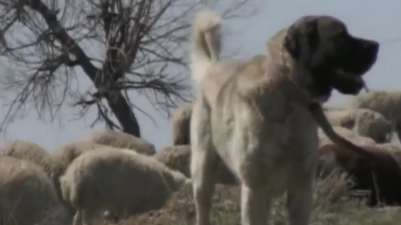 鬼獒vs青狼獒哪个更厉害最强藏獒的终极对决