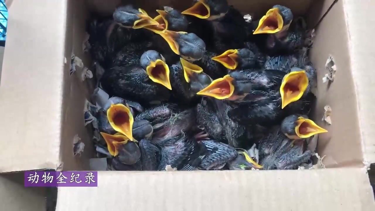 家养鸟类繁殖,好多的小雏鸟,看看喂的是什么?