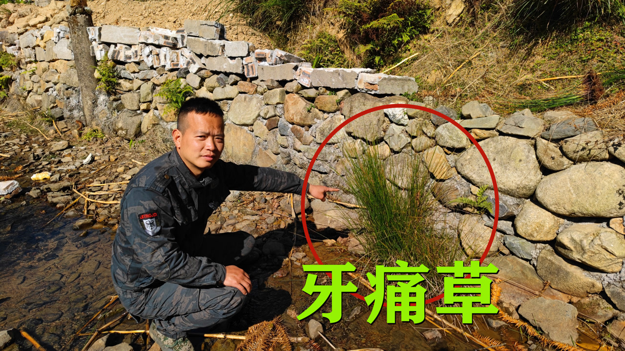 牙痛,牙疼不用愁,来看看农村的"牙痛草,多了解有好处不吃亏